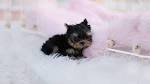 teacup yorkie puppies for sale - AVAILABLE PUPPIES