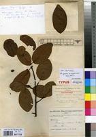 Image result for Pouteria altissima