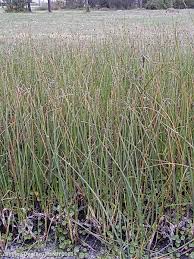 Image result for Schoenoplectus muricinux