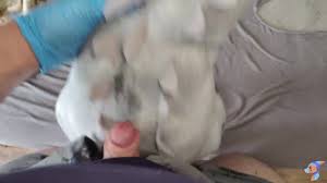 Indominus Rex hentai videos, GIFs, and images | Rule 34 App