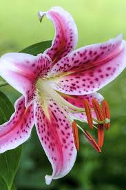Check spelling or type a new query. Buy Stargazer Oriental Lily Plants Free Shipping Wilson Bros Gardens Lilium For Sale Online
