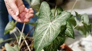 Fruit & vegetable sale ; Get It Growing How To Harvest Caladium Bulbs
