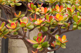 Crassula ovata is a common houseplant that is usually called jade plant, or less frequently referred to as friendship plant, money plant, or silver dollar plant.previously classified as c. Jade Plants Buying Growing Guide Trees Com