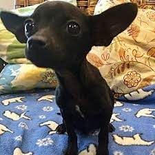 Santa Ana Ca Chihuahua Meet Franklin Bh A Pet For Adoption Chihuahua Puppies Pet Adoption Chihuahua