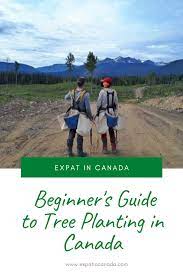Beginner S Guide To Tree Planting In Canada Trees To Plant Seasonal Jobs Plants