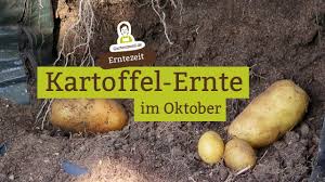 Kartoffeln sind vielseitig, lecker und sehr nahrhaft, und wenn sie in einem hausgarten ausgesät werden, gibt es noch viel mehr. Kartoffeln Aus Dem Pflanzsack Und Eimern Ernten Youtube