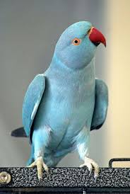 Blue Birds You Can Have As Pets Rose Ring Parakeet Blue Mutation Pet Birds Animals Animals Beautiful