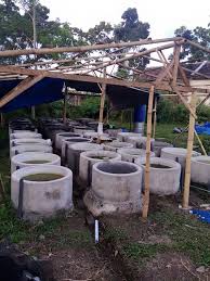 Tutorial Budidaya Lele Media Cempolong Booster Fish