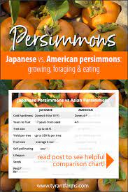 Japanese Vs American Persimmons Growing Foraging Persimmons Foraging Food Forest