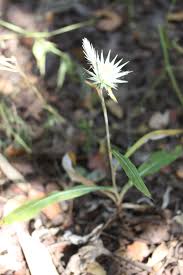 Image result for Macledium sessiliflorum