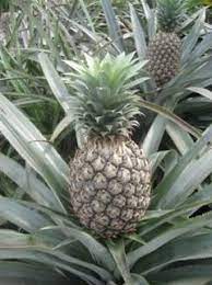 Maybe you would like to learn more about one of these? Anim Agro Technology Nanas Kultivar Nanas