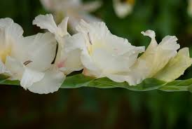 Image result for Elephantorrhiza suffruticosa