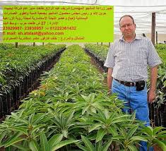 خبير زراعة المانجو المهندس شريف عبد الرازق طلعت