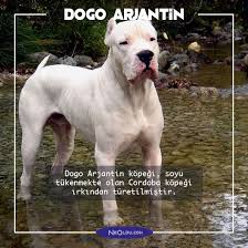 Dogo Argentino Kopek Cinsi Hakkinda 10 Bilgi