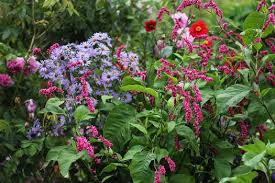 Image result for Vismia orientalis