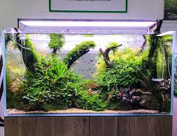 Aquascape In Store Gallery All Products Available To Buy From Our Website Aquariumgardens Co Uk Aquar Nature Aquarium Aquarium Landscape Aquascape Aquarium