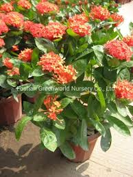 Image result for Ixora laurentii