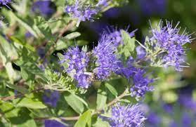 Dwarf flowering shrubs zone 9. Top 10 Small Shrubs For Small Spaces Birds And Blooms