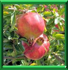 Grenadier Ou Punica Granatum Fiche Technique Complete