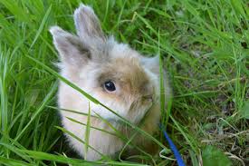 La vita dei conigli nani ariete è abbastanza lunga, può superare i sette anni di vita con possibilità di arrivare fino a quindici anni. Coniglio Nano Come Gestirlo Quando Arriva A Casa Allevamento Coniglio Nano