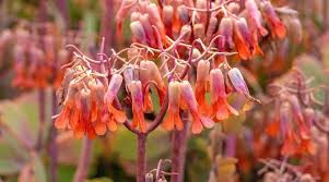 Image result for Kalanchoe fedtschenkoi