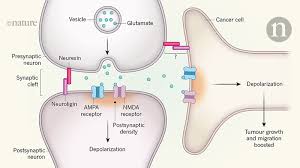 Pancreatic cancer is one of the most aggressive cancers in existence. Dangerous Liaisons As Tumour Cells Form Synapses With Neurons