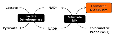 Image result for LDH