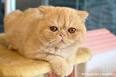 Exotic Shorthair [ Cats ] Metro Manila, Philippines ...