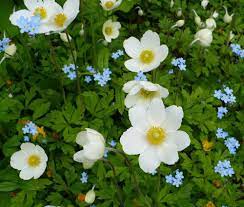 Anemones Plant Care And Collection Of Varieties Garden Org Plants Anemone List Of Flowers