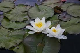 These beautiful, intricately designed flowers also come in pink and yellow, but white is the most common form. Watch Out For Water Lilies