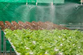 Check spelling or type a new query. Watering System In Vegetables Hydroponics Garden Organic Hydroponic Stock Photo Picture And Royalty Free Image Image 87249428