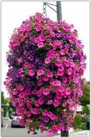 Petunia Hanging Basket Hanging Flower Baskets Plants Container Plants