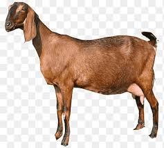 Maybe you would like to learn more about one of these? Anglonubian Goat Png Images Pngegg