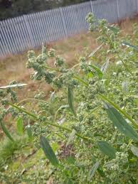 Image result for Croton polytrichus