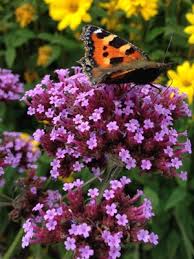 Image result for foto verbena