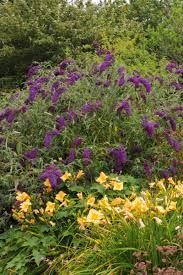 A free companion planting guide to 67 plants, herbs and trees + companion panting chart. Growing Butterfly Bushes How To Plant Grow This Big Blooming Shrub