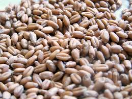 wheat berry wikipedia