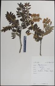Image result for Sophora velutina