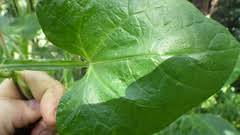 Image result for Pseudognaphalium oligandrum