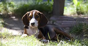 The montenegrin mountain hound is a rare dog breed from the mountain regions across the balkans. Montenegrin Mountain Hound Breed Description Fcn