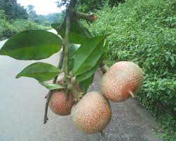 Image result for Pentadiplandra brazzeana