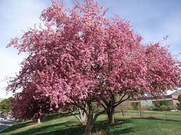 Crabapple trees are pollinator magnets. Flowering Crabapple Facilities