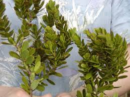 Image result for Araucariaceae