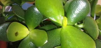 Save on jade plant at walmart. 4 Reasons A Jade Plant Has Black Spots World Of Succulents