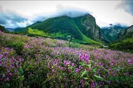 Maybe you would like to learn more about one of these? 2 Days Yumthang Valley Tour Best Places To See In Sikkim