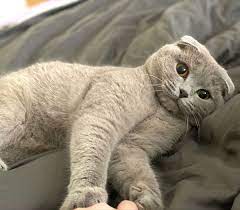 scottish fold sevimli kediler sevimli kedicik kedi