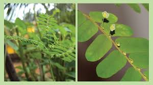 Khasiat herba kali ni, khasiat daun cucur atap episod 1 yang menjadi penawar sakit gout yang dihidapi oleh ramai rakyat. Meniran Tumbuhan Liar Berkhasiat Obat Greeners Co