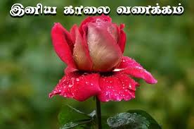 Tamil Good Morning Rose Images Good Morning Rose Images Good Morning Roses Beautiful Flowers
