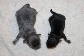 The most common chihuahua mini material is metal. Minichihuahuas Minichihuahuawelpen Und Tea Cups
