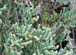 Image result for Halosarcia indica